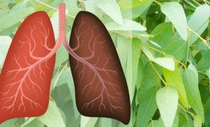 علاج لبرئه بالاعشاب